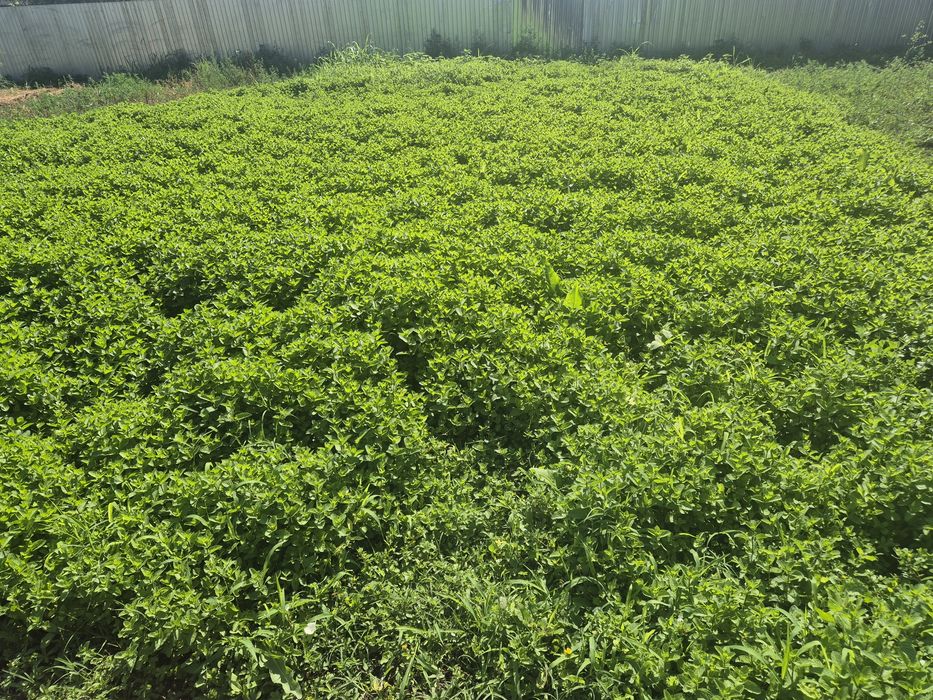 Mentă verde olandeză!