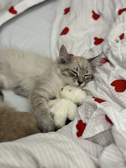 Отдам кота в добрые руки!