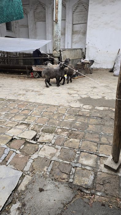 Куйлар сотилади..