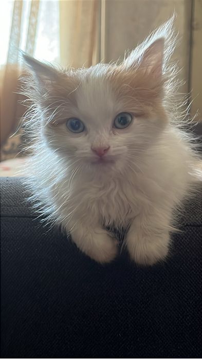 Котенок мальчик ласковый игривый