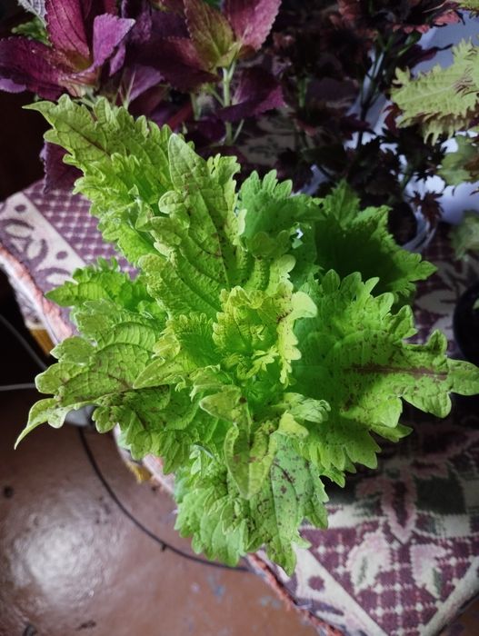 Срезики колеусов недорого