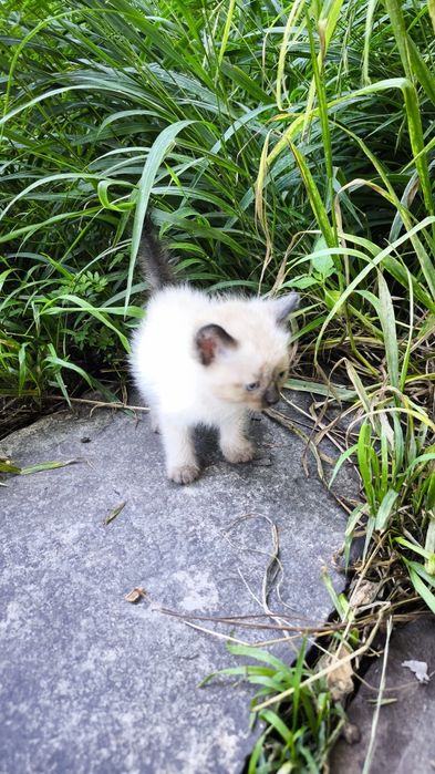 Котят отдам в хорошие руки