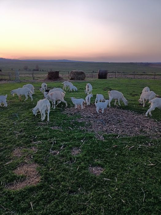 IEZI  și cirlani de vînzare ,capre cu lapte