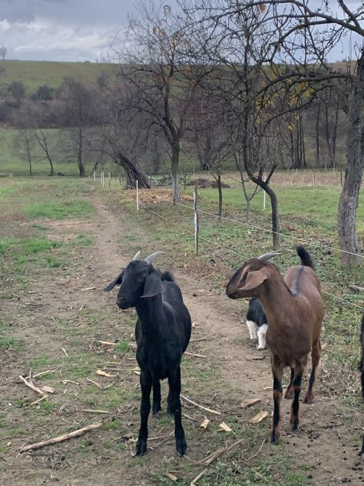 Vând doua iede anglo-nubiene gestante