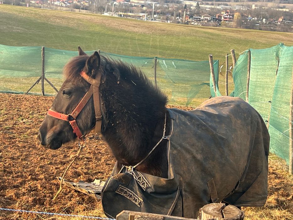 Каракачанска кобила.