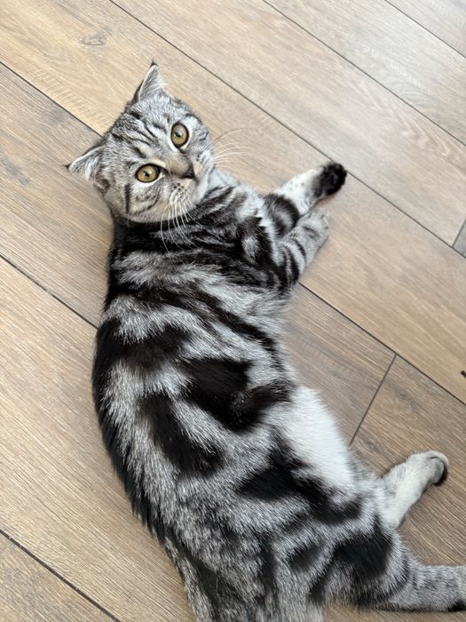 Продам кошку пароды британская вислоухая