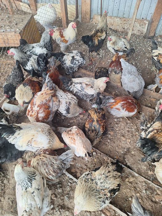 Продам петухов брама