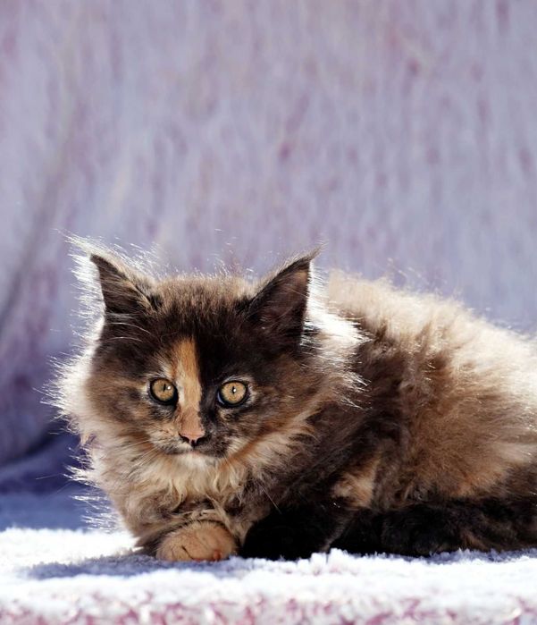 Motănel Maine Coon de elită – Pedigree WCF – Crescător