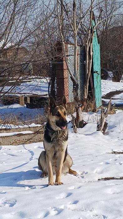 асалаумағаликум ВЕО сатлады