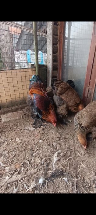 Брама куропатчатая