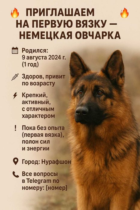 Вязка овчарки ...