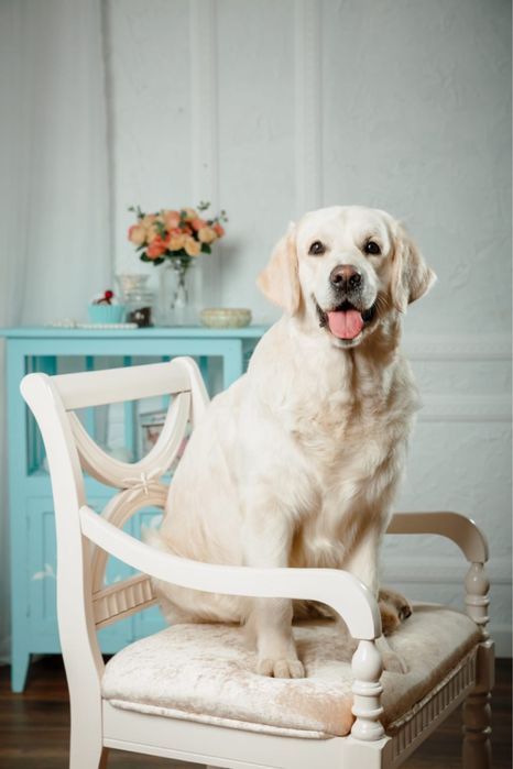 Щенки голден ретривера