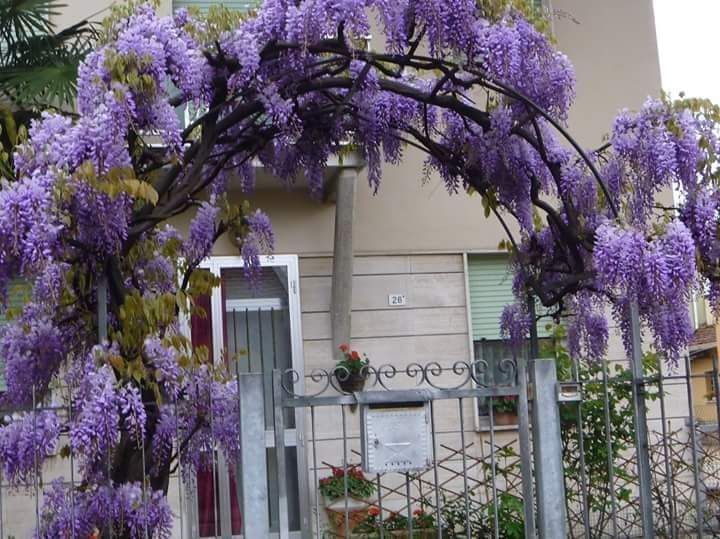 Wisteria la ghiveci -Scenă de început cu o poartă de grădină din fier