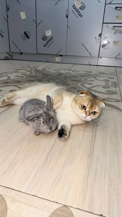 Золотая шиншилла фолд