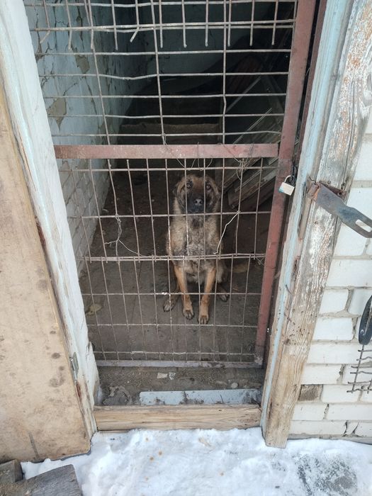 Белгиская овчарка