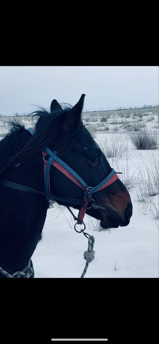 Айғыр сатылады 5 жасар