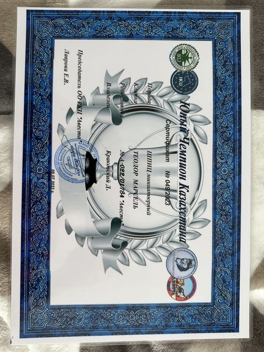 Цверг шпиц для вязки