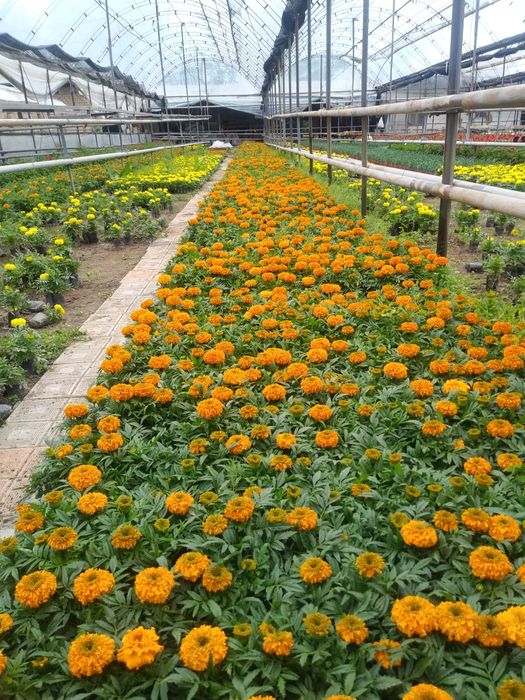 Begoniya.Pitunya.Bananza.salviya.Lola.йер гул. Yer gul...