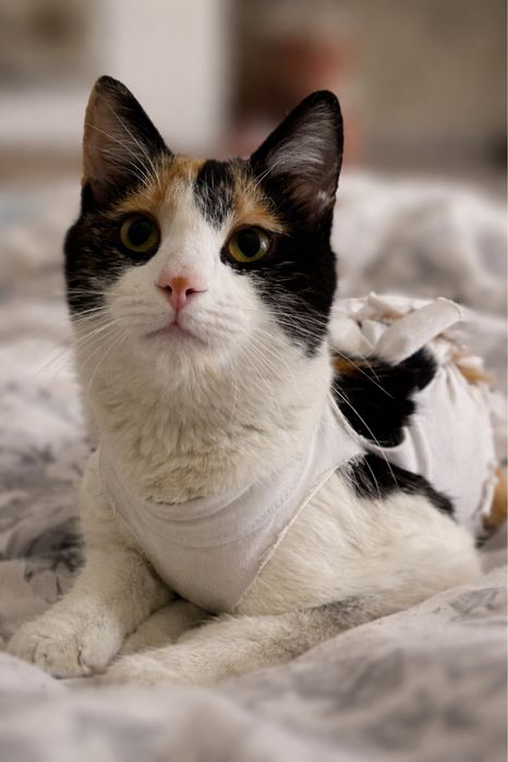 Кошечка 6месяцев