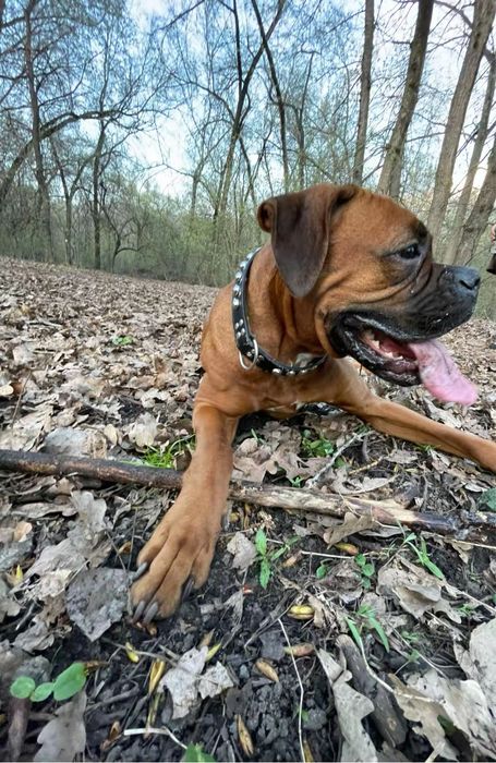 Продам собаку Боксер