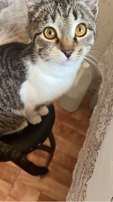 Отдам в добрые руки