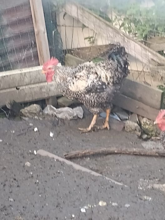 Vând cocoș , rasă bună