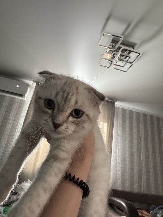 Котенок шотлнадец веслоуихий