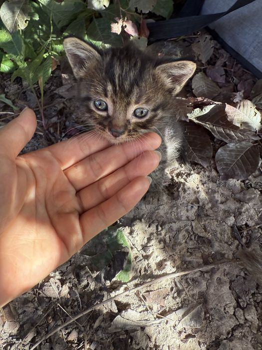 Котята даром в хорошие руки