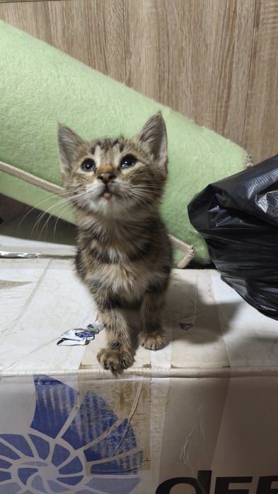 Отдаю котенка в хорошие руки