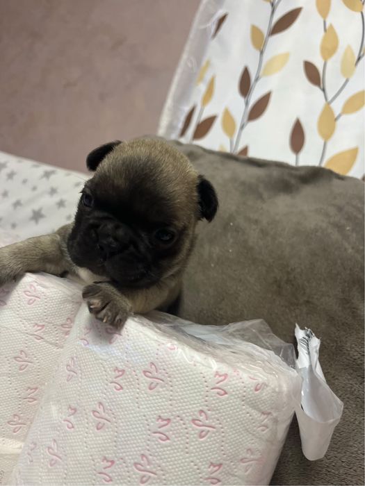 Vand puiut de bulldog francez urget!