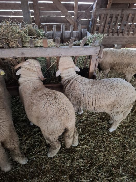 Vand miei merinos