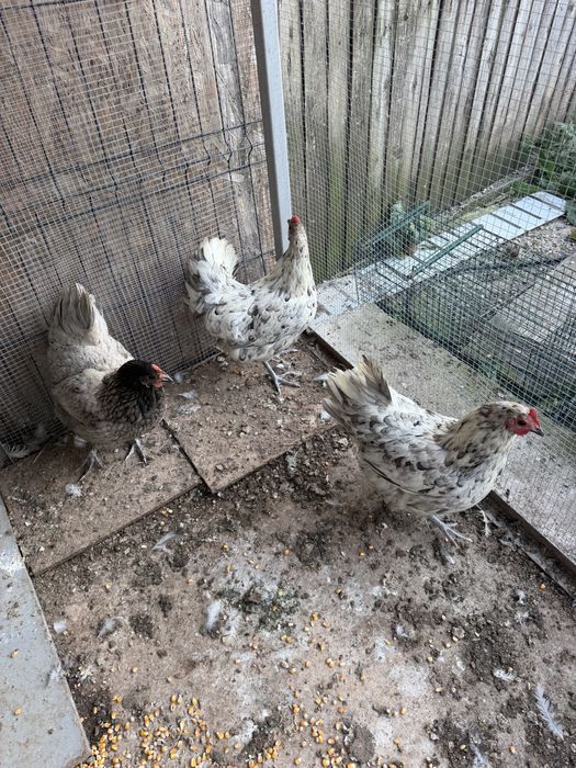 Vand gaini australorp