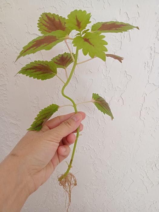 Продам колеус по 400 тг