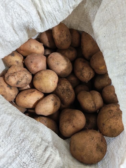 Продам дачный картофель