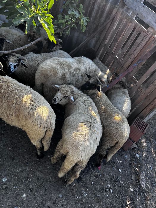 Vand miei  pretul este pe kg sau la bucata