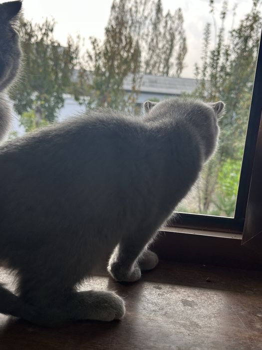 кошка : скоти страйт