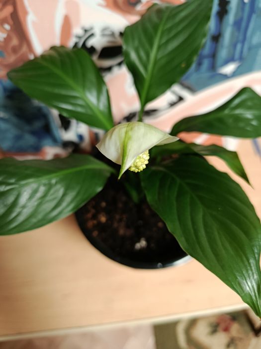 Антуриум . мужское