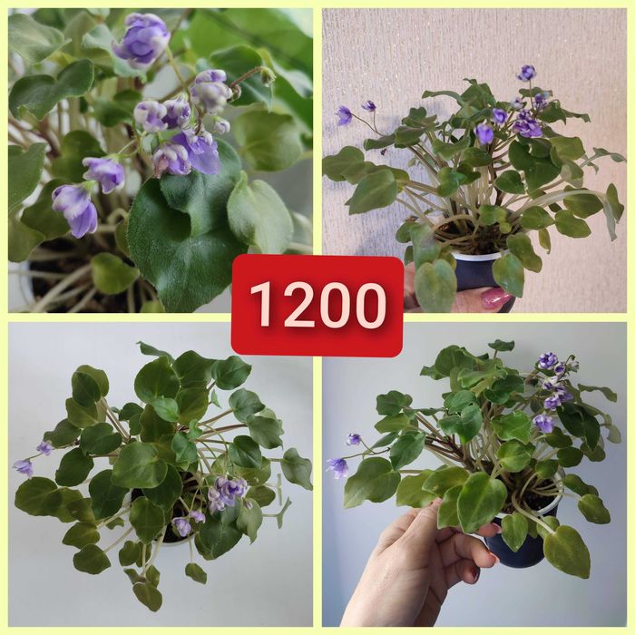 Мини фиалка ампельная
