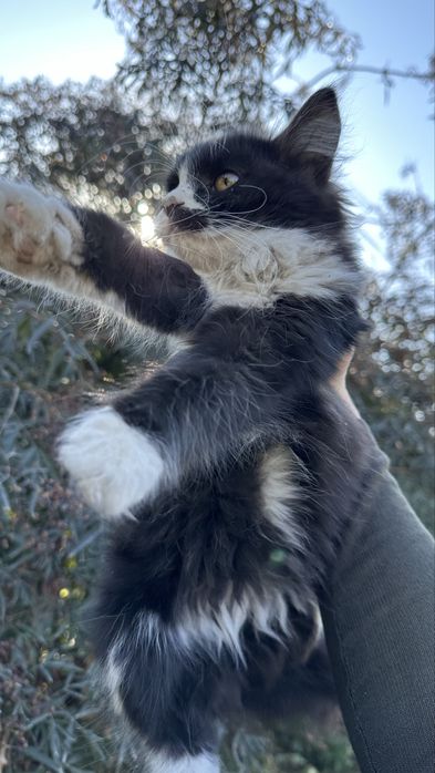 Котята девочки 2 месяца