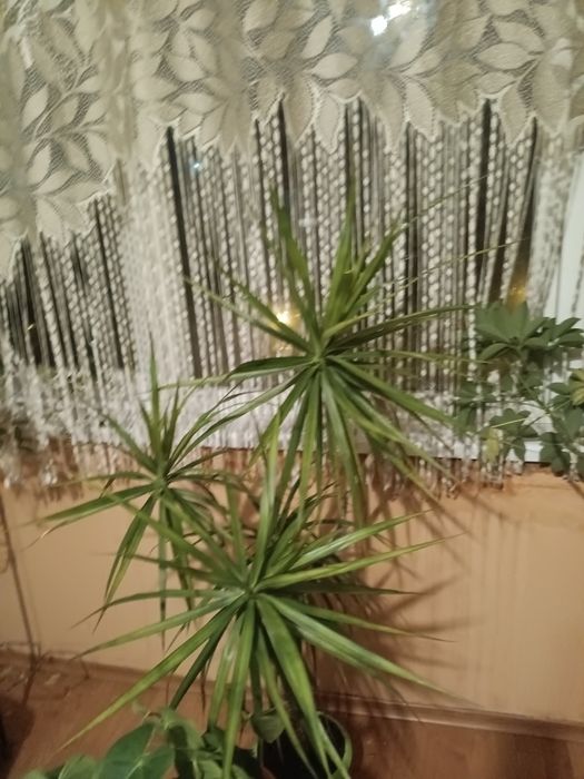 Продавам Палма драцена