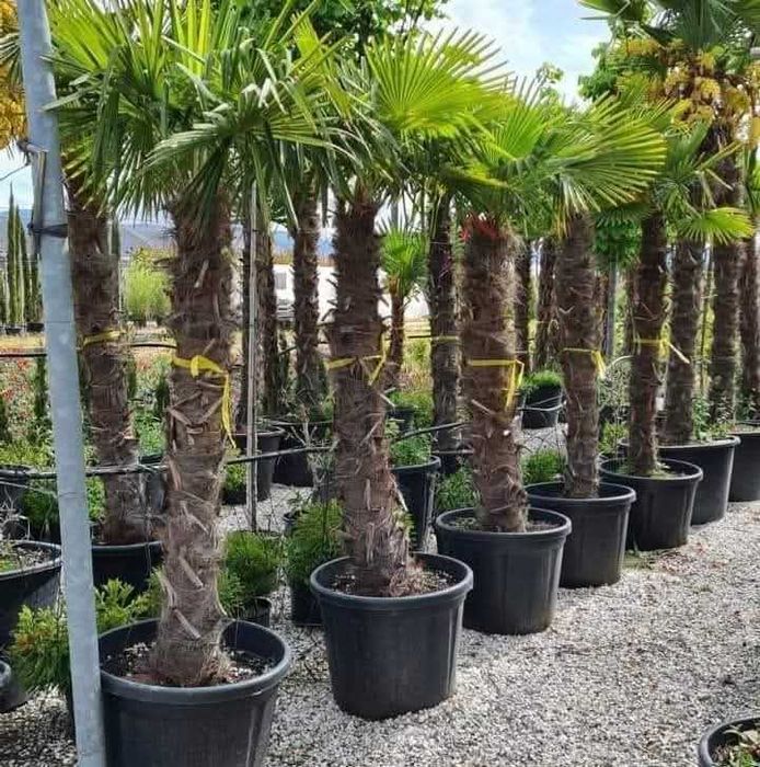Plante Ornamentale de la 35 Lei + Transport Gratuit & Plantare Inclusă