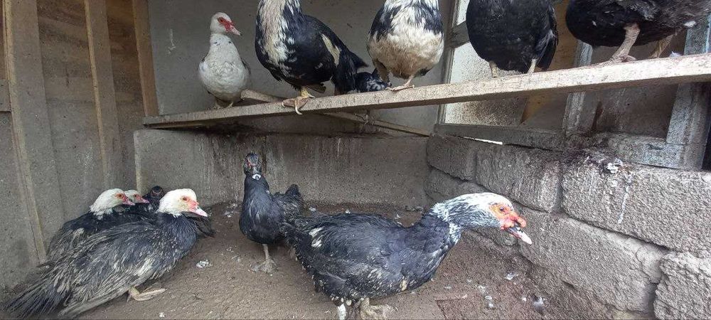 Индоуткалар сотилади