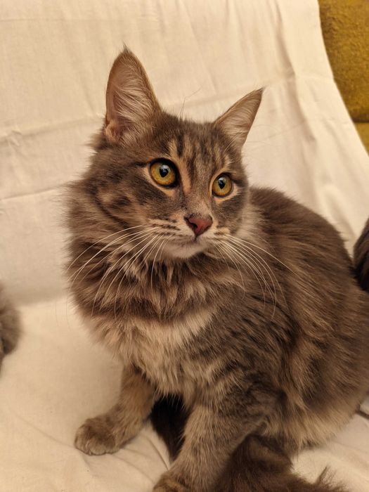 Кошка. Кот. Mushuk. Мушук.