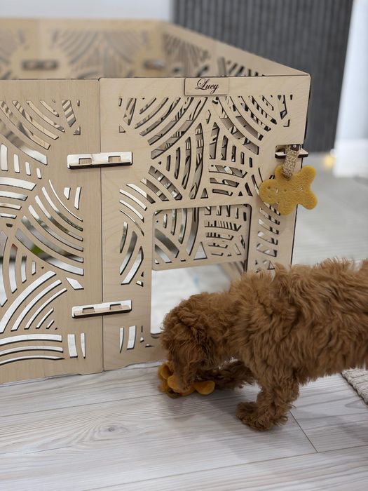 Продам той пуделя 4 месяца