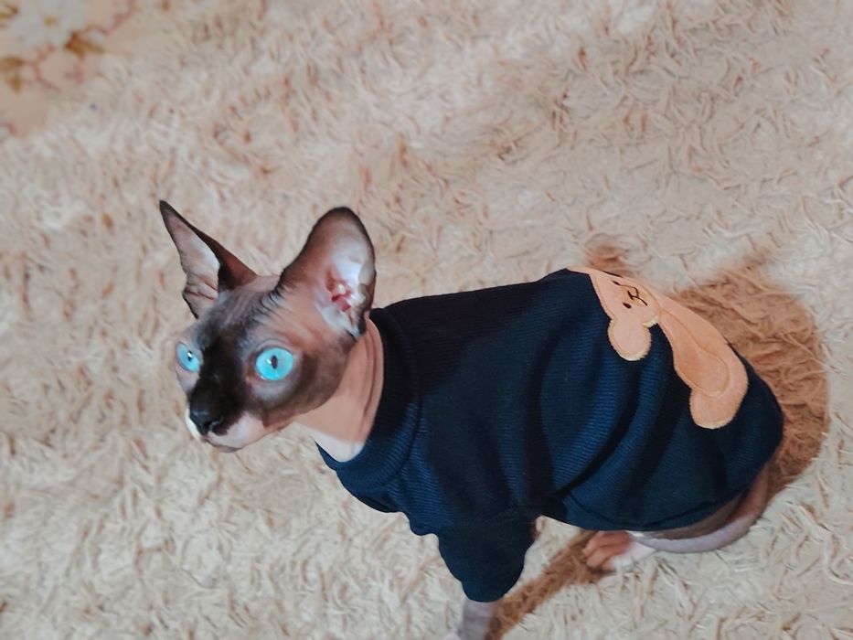 Канадский сфинкс приглашает на вязку