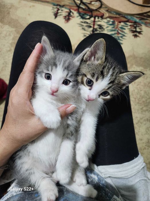 Хадяга,  мушук  Яхши бокадиган инсонларга хадя киламиз