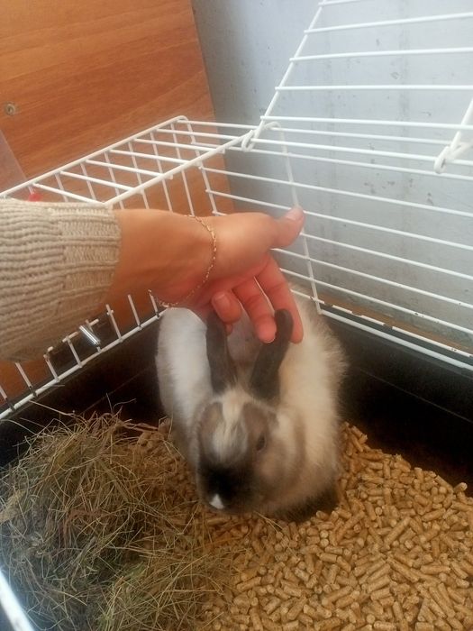 Декоративный кролик в клетке с приданным