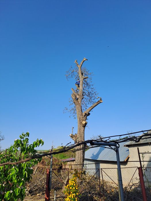 Tăiere/Fasonare Arbori De Mari Dimensiuni La Cel mai Bun Preț.