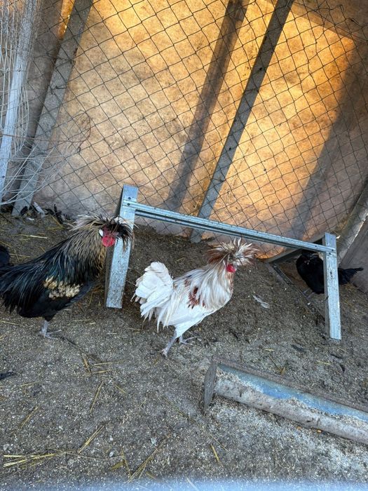 Петли холандска качулата