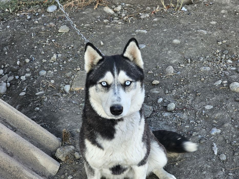 Сибирский хаски,7 месяцев,Девочка,цена 100$